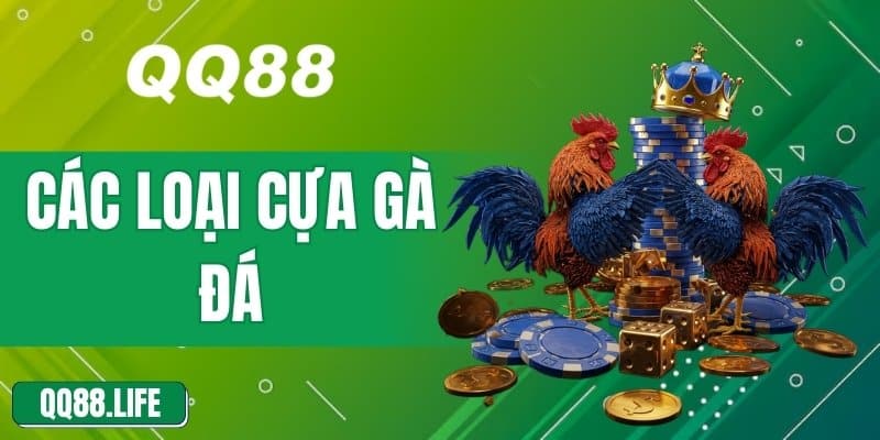 Cách Phân Biệt Và Sử Dụng Hiệu Quả Các Loại Cựa Gà Đá