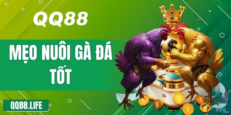 Mẹo Nuôi Gà Đá Tốt Giúp Phòng Bệnh Và Tăng Tuổi Thọ Gà